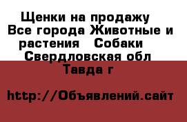 Щенки на продажу - Все города Животные и растения » Собаки   . Свердловская обл.,Тавда г.